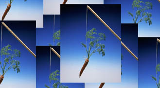 Today's Article Image